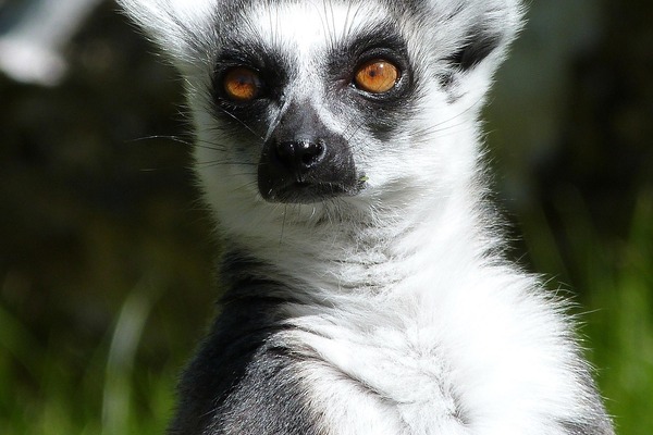 Sunset Zoo Trust Welcomes Unanimous City Commission Approval of Initial Zoo Expansion Steps